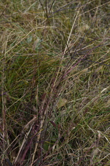 Digitaria violascens