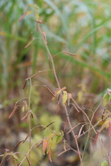 Corchoropsis crenata hupehensis