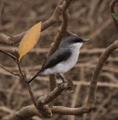 Eopsaltria pulverulenta