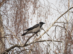 Corvus cornix