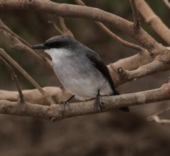 Eopsaltria pulverulenta