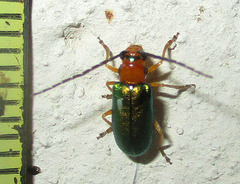 Spilocephalus intermedius