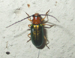 Spilocephalus intermedius