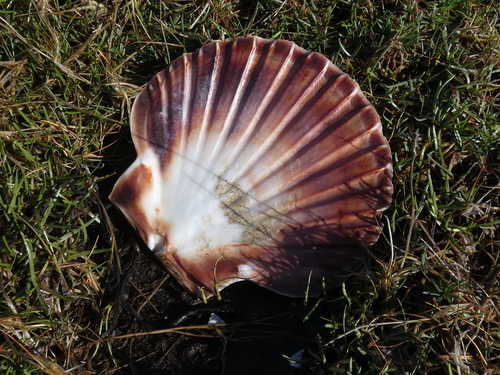 King Scallop