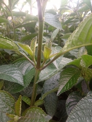 Strobilanthes crispus