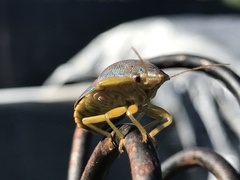 Coleotichus excellens