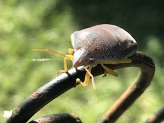 Coleotichus excellens