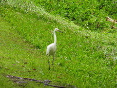 Egretta garzetta nigripes