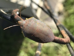 Coleotichus excellens