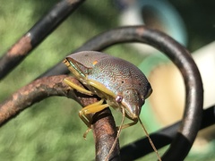 Coleotichus excellens