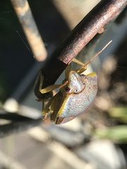 Coleotichus excellens