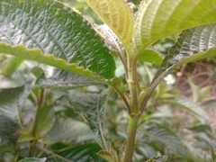 Strobilanthes crispus