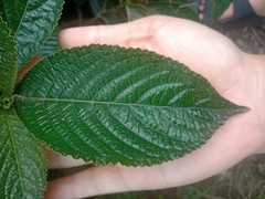 Strobilanthes crispus