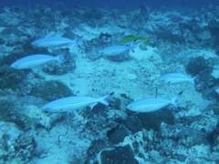 Caesio varilineata