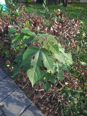 Broussonetia papyrifera