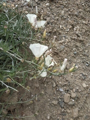 Convolvulus holosericeus