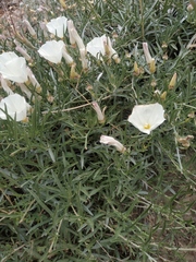 Convolvulus holosericeus