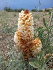 Orobanche kochii