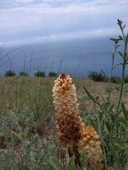 Orobanche kochii
