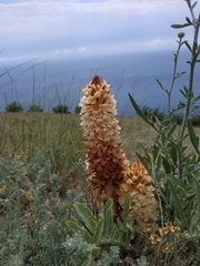 Orobanche kochii