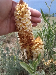 Orobanche kochii
