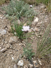 Pterocephalus plumosus