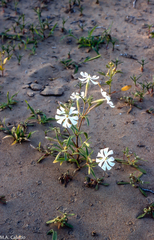 Silene