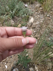 Pterocephalus plumosus