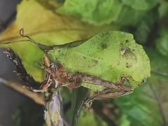 Typophyllum trapeziforme