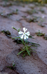 Silene
