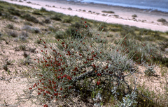 Calligonum comosum