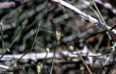 Ephedra foliata