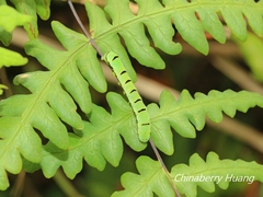 Callopistria repleta