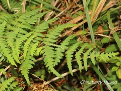 Callopistria repleta