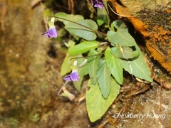 Viola inconspicua nagasakiensis