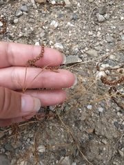 Hippocrepis ciliata