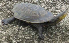 Mesoclemmys tuberculata