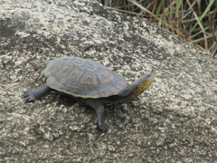 Mesoclemmys tuberculata