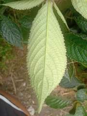 Strobilanthes crispus