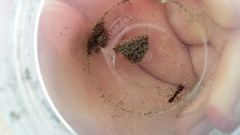 Amblyopone australis