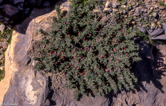 Astragalus spinosus