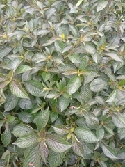 Strobilanthes crispus