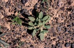 Anastatica hierochuntica