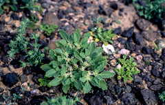 Anastatica hierochuntica