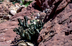 Desmidorchis arabica