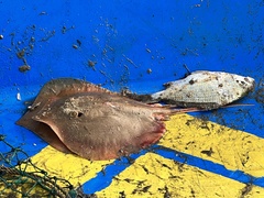 Brevitrygon imbricata