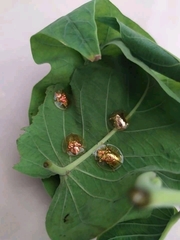 Aspidimorpha sanctaecrucis