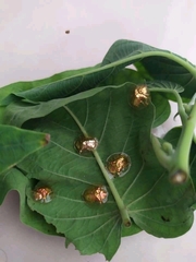 Aspidimorpha sanctaecrucis