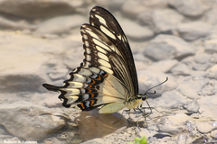 Heraclides ornythion