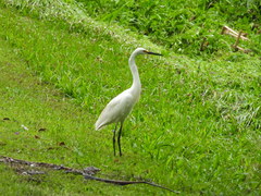 Egretta garzetta nigripes